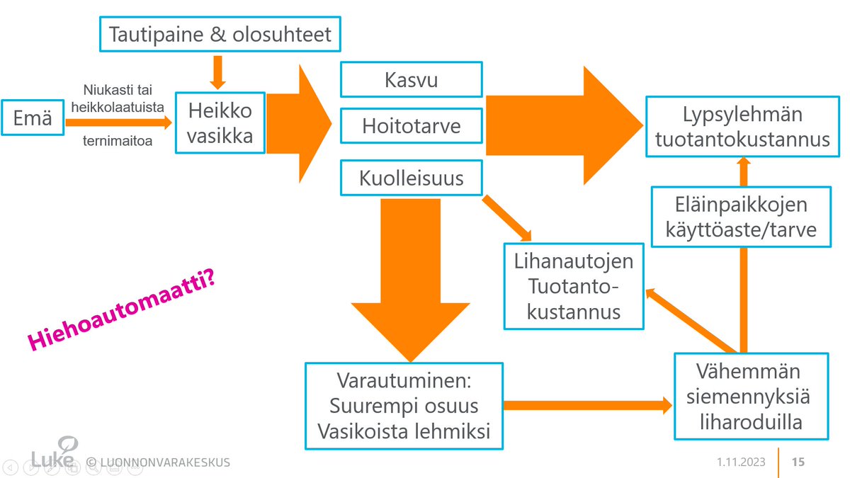 Vahvat vasikat-hankkeessa on selvitetty vasikoiden terveyden taloudellista merkitystä. Elinvoimainen ja hyvinvoiva vasikka on tärkeä palanen, kun halutaan saada hyviä lypsylehmiä. Heikko vasikkaterveys voi aiheuttaa ns. hiehoautomaatin, jossa vaikutukset kertautuvat.