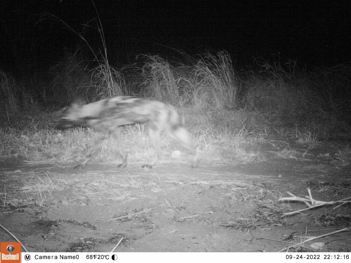 Rob Davis (@robdavis1104) on Twitter photo 🚨 New paper with <a href="/livisiev/">Olivia Sievert</a> @EleanorComley <a href="/malawiwildlife/">Lilongwe Wildlife Trust</a>
<a href="/biosphereexped/">BiosphereExpeditions</a>
Happy to share our #NatureNote in <a href="/Ecol_Evol/">Ecology and Evolution</a> describing the first #cameratrap images of African wild dogs in Vwaza Marsh Wildlife Reserve, Malawi! 📸🇲🇼
onlinelibrary.wiley.com/doi/10.1002/ec… 🚨 New paper with <a href="/livisiev/">Olivia Sievert</a> @EleanorComley <a href="/malawiwildlife/">Lilongwe Wildlife Trust</a>
<a href="/biosphereexped/">BiosphereExpeditions</a>
Happy to share our #NatureNote in <a href="/Ecol_Evol/">Ecology and Evolution</a> describing the first #cameratrap images of African wild dogs in Vwaza Marsh Wildlife Reserve, Malawi! 📸🇲🇼
onlinelibrary.wiley.com/doi/10.1002/ec…