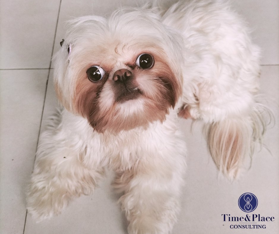 A big welcome to our new Feel Good Compliance Officer from #SãoPaulo. Her name is Buda which gives justice to the usual calmness she projects.
#timeandplaceconsulting