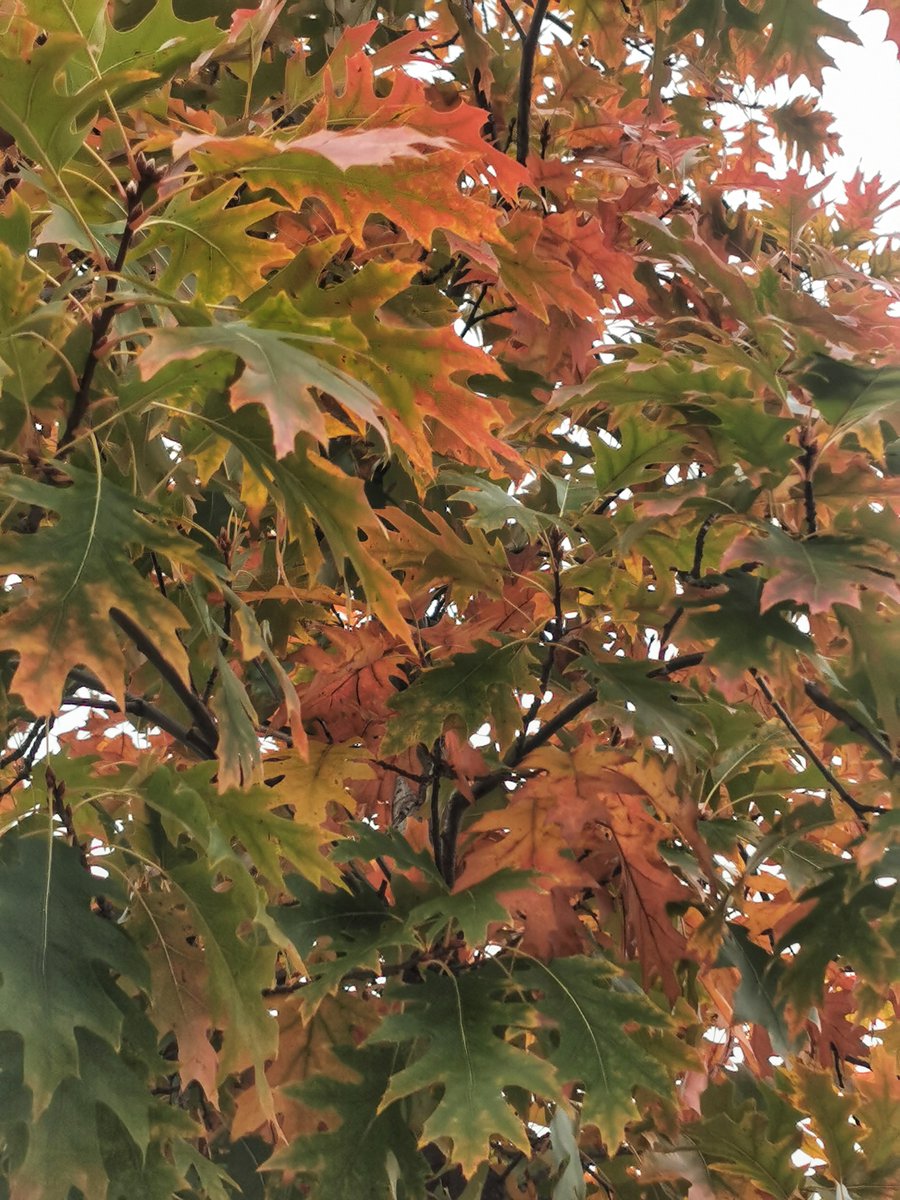KatySnchez's tweet photo. El Otoño sigue su curso coloreando las hojas de ocre. #hacerfotos #otoño #hojas #ocres https://t.co/BCWD1oHwWs