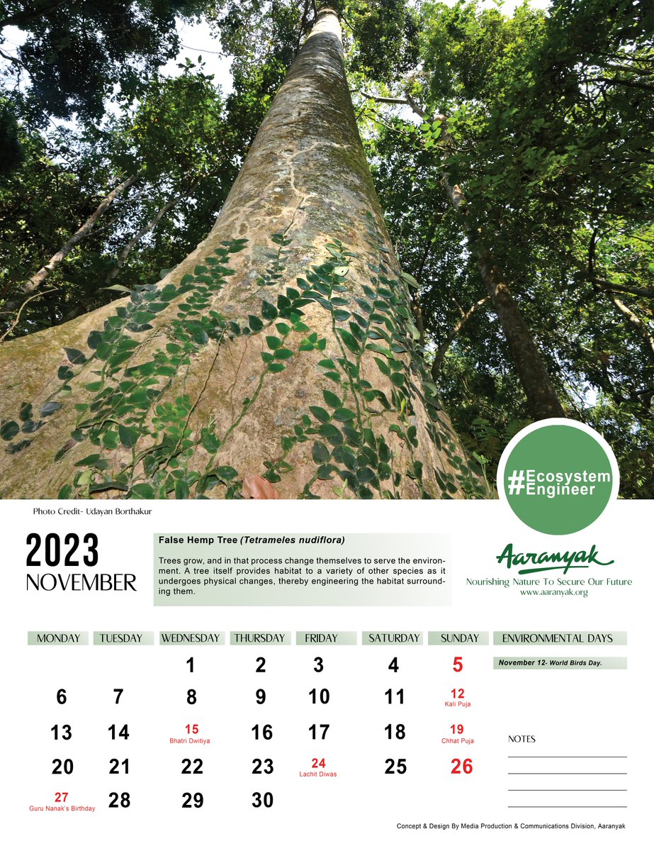 aaranyak's tweet photo. Happy November! May the vibes of this month bring goodness to nature and to all of us. #FalseHempTree #EcosystemEngineer #Calendar
Photograph : @BorthakurUdayan
Designed by : Media Production and Communications Division, Aaranyak https://t.co/nktf0BwQ7F