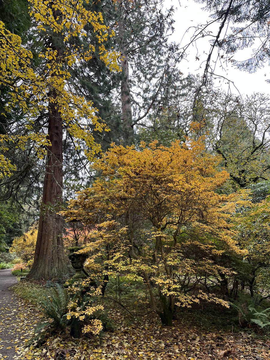 November’s opening times for our Garden, Gift Shop, Studio and The Dawyck Cafe are 10am-4pm. 
Last orders at the cafe are just after 3pm.

We have a few garden events in November
Wed, 1 Nov TODAY!!!!!!
13:30
Late Autumn Garden Tour
Sun, 5 Nov
13:30
Garden Tour