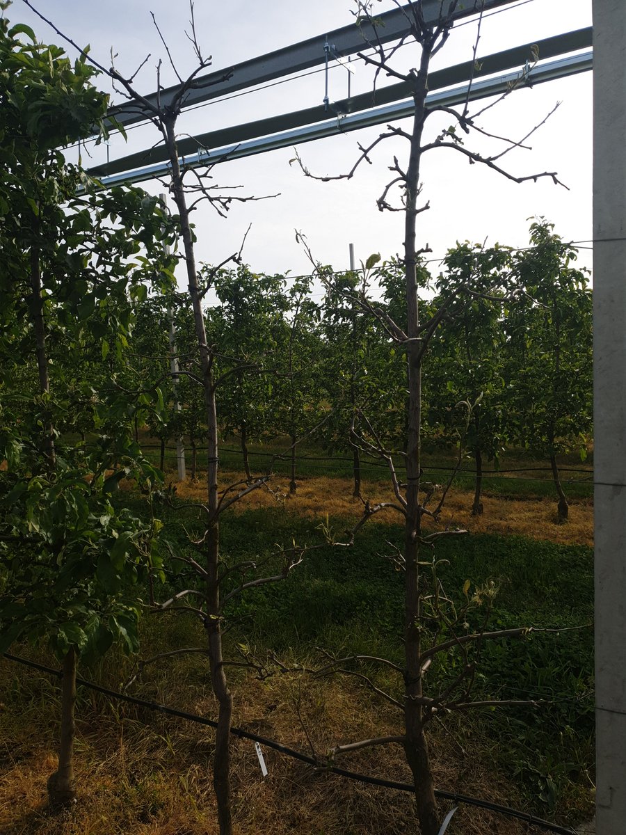 Prec_Hort's tweet photo. reference analysis of measuring leaf area by means of #satellite, #mobileApp s, #LiDAR, low-cost LiDAR aaand by scanning each leaf after defoliation - I think we defoliated hundreds of trees meanwhile... #IRRIWELL #Prima https://t.co/L4sQWndhx4