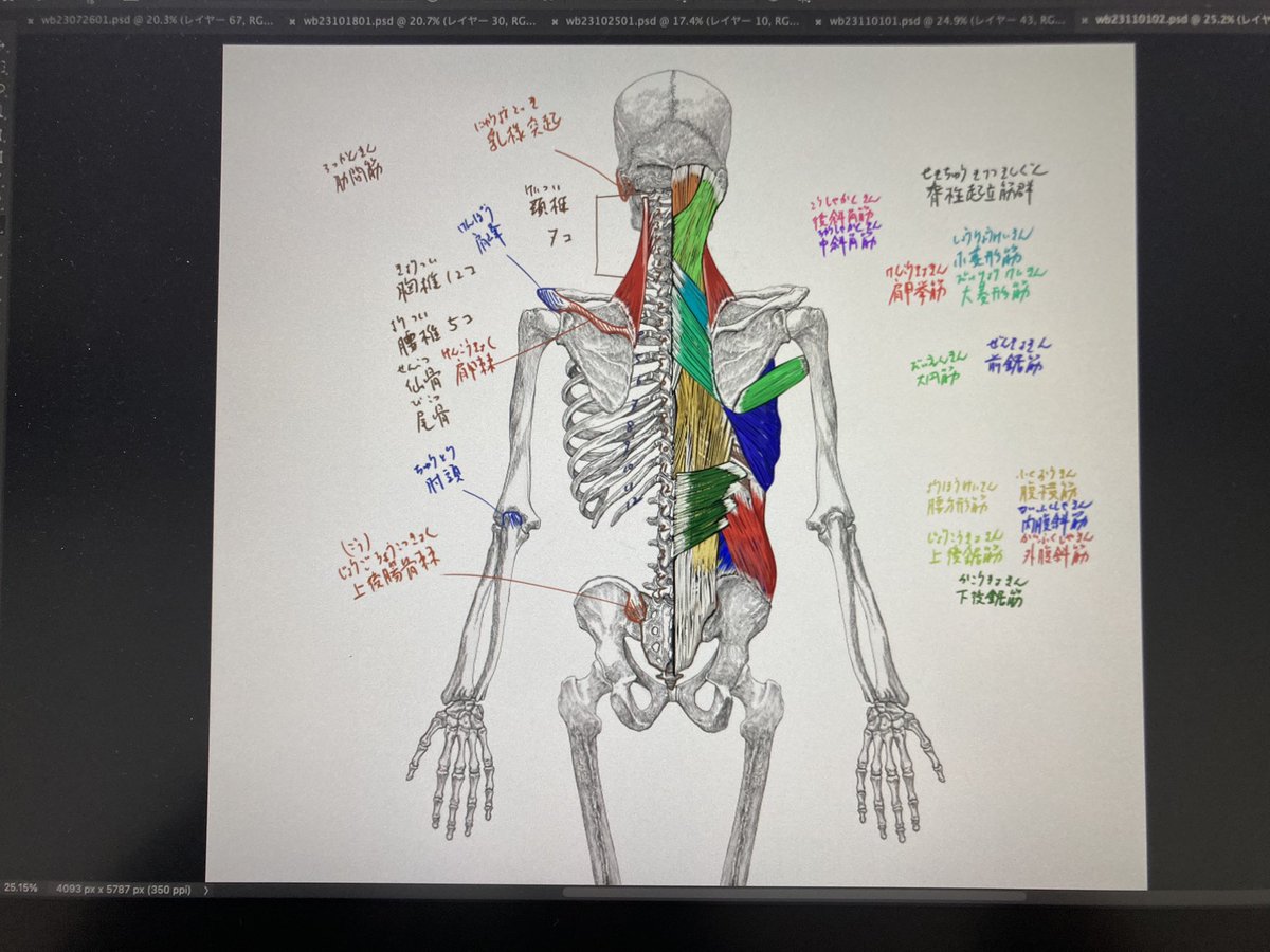 今日のデジタル板書。一週間で最も疲れる実習です。#京都精華大学 #美術解剖学