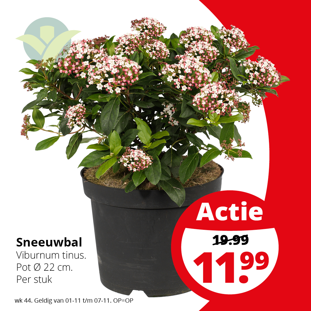 WEEKAANBIEDING

Deze week is de Vibernum tinus in de aanbieding. Als de meeste heesters in de wintermaanden nog in diepe rust zijn, vrolijkt Vibernum tinus de tuin al op met roze tot witte bloemknopjes. Wil je meer weten over deze plant? Lees meer op: ow.ly/jmMk50Q1ZQ9