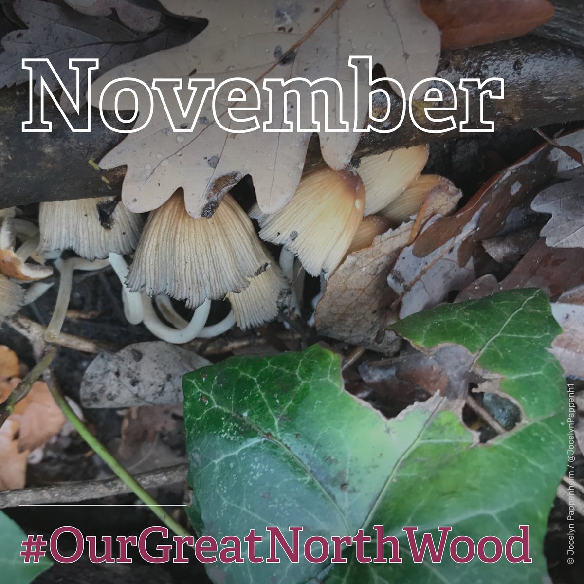 Hello November! This month's photo of the #GreatNorthWood comes from @JocelynPappenh1. The woodland is home to plenty of species of Fungi such as this glistening inkcap fungi! Download this image for your desktop background👇 ow.ly/5J6z50N3F1N #OurGreatNorthWood