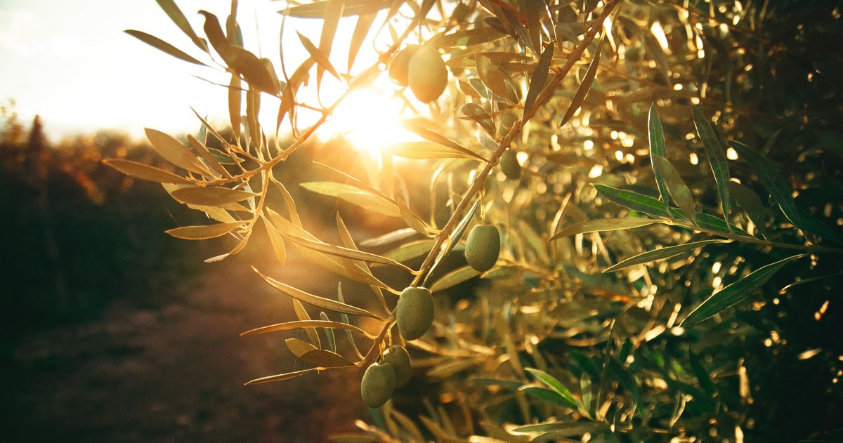 In 2021, a decision was made not to manufacture a #40under40 trophy but to plant olive trees in the vicinity of the Filix HQ. There is one tree for each winner in order to eventually to create a forest with each tree representing an outstanding individual.