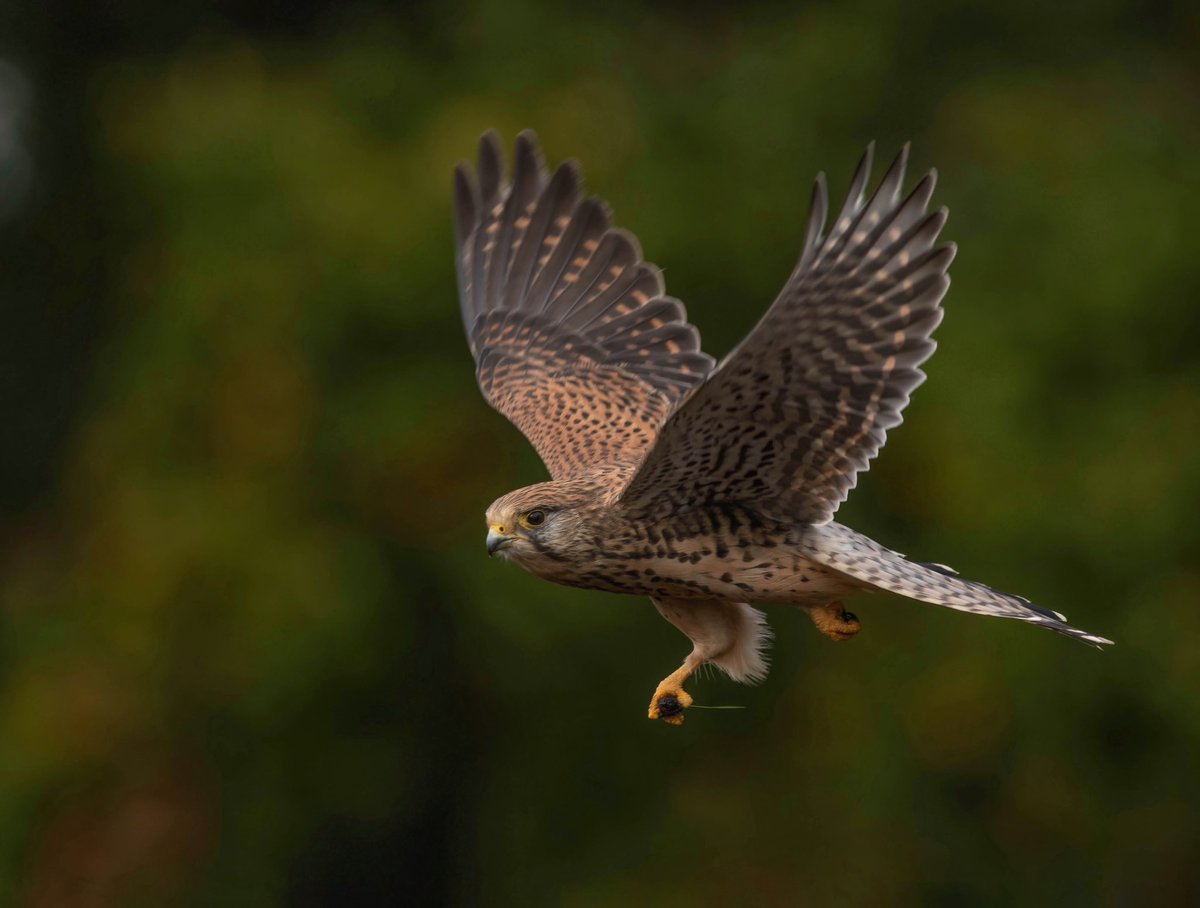 HugojWilson's tweet photo. Kestrel https://t.co/6o7dVnepCK