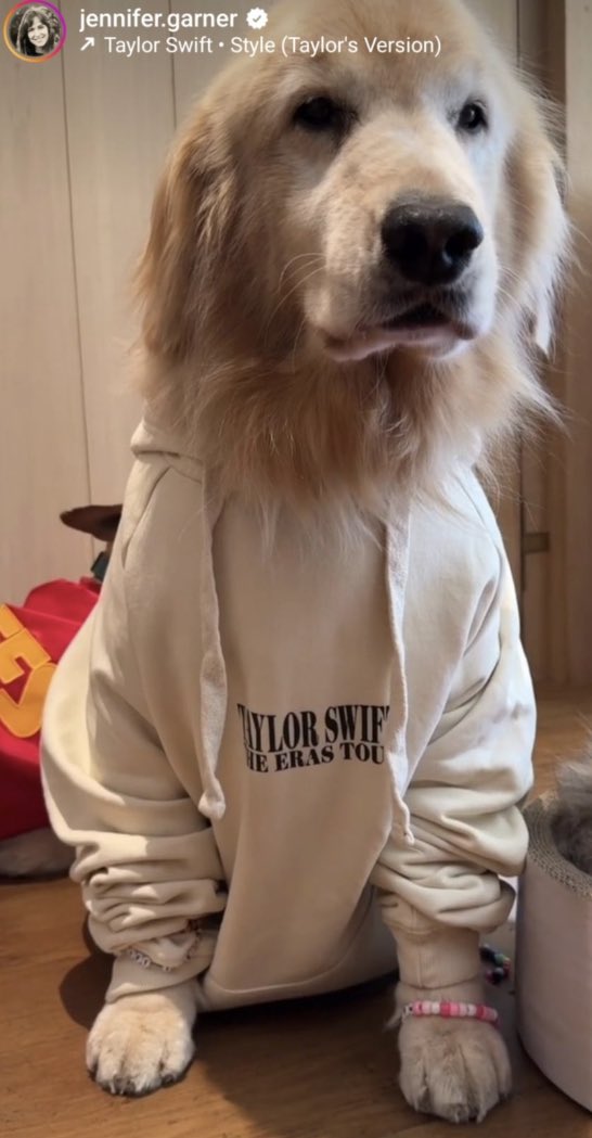 tswifterastour's tweet photo. 🚨| Jennifer Garner’s dog dressed up as a swiftie for Halloween this year! 

“Halloween (Taylor’s Version)” https://t.co/aQe2I6o32f