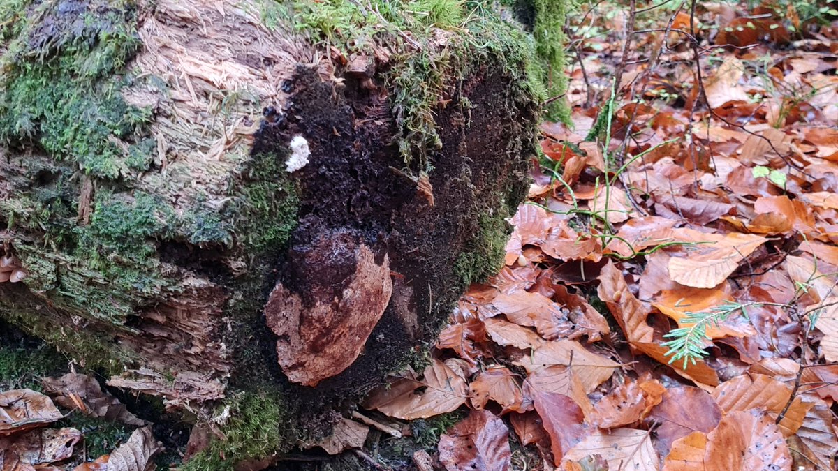 Duftender Feuerschwamm (Rosenduft-Feuerschwamm), extrem seltene Urwald-Pilzart an Tannentotholz in Kernzone #Nationalpark Bayerischer Wald. Unscheinbar, aber einziges Vorkommen in ganz Deutschland und eines von nur 10 Vorkommen weltweit! Nutzungsfreie Wälder sind unersetzlich!