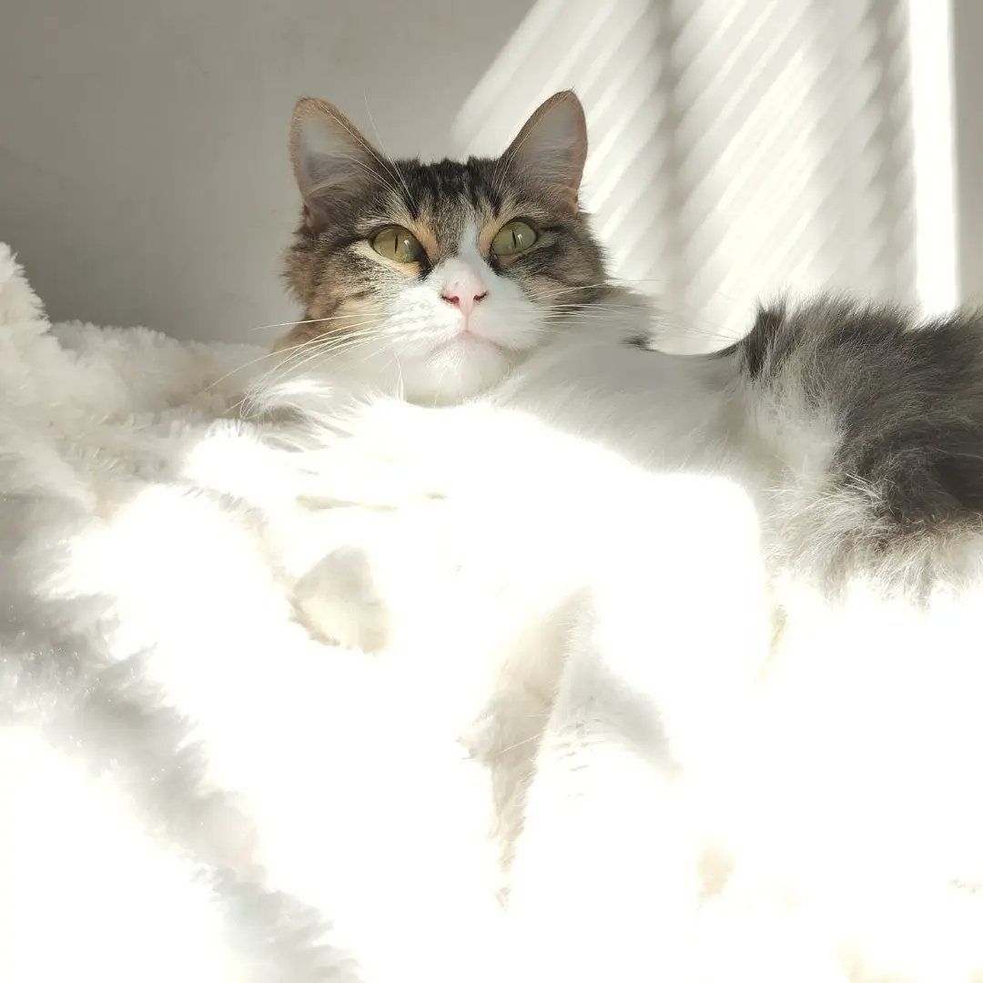 PeludasSonrisas's tweet photo. 🫶EN ADOPCIÓN SOLIDARIA 🫶
Pelusona es una gata joven, muy sociable con las personas pero NO APTA con otros animales, les tiene mucho miedo.
💫Se entrega ya castrada, chipada y vacunada.
Utrera. Puede viajar si encuentra su familia ideal. 
Contacto whatsapp 657146867 https://t.co/UuyPozXChB