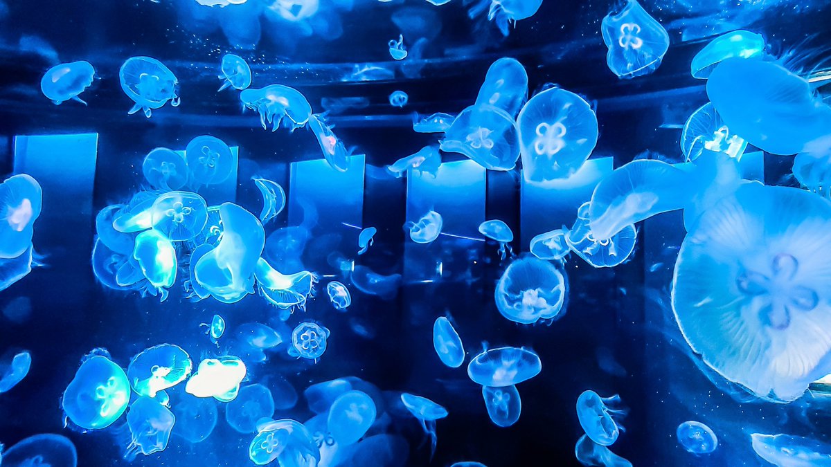 Sorani___Ao's tweet image. 声にならない気持ちが溢れてとけた。