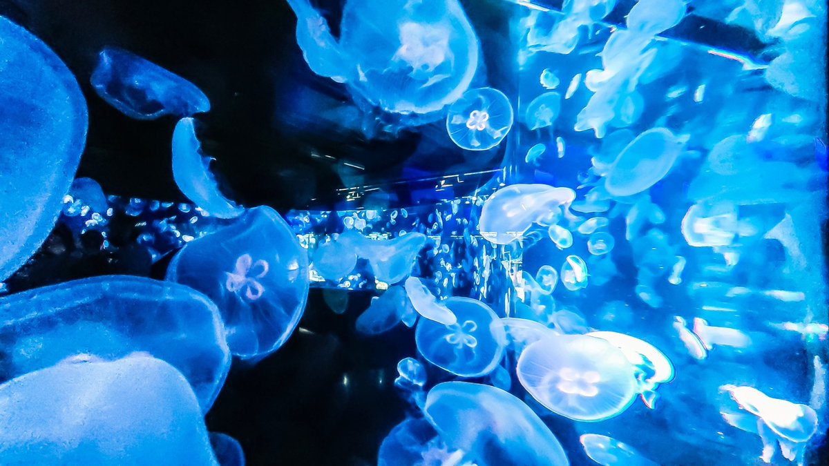 Sorani___Ao's tweet image. 声にならない気持ちが溢れてとけた。