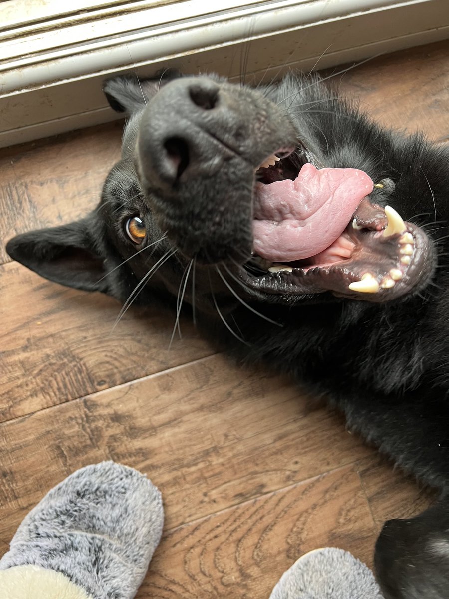 Charlie Beckett tweet media