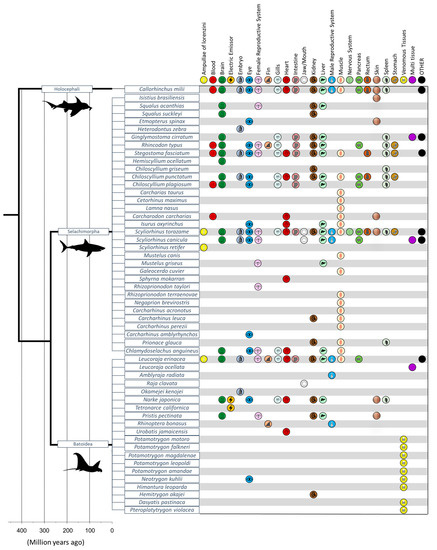 Fishes_MDPI's tweet photo. ๐ฅณ#FishesMDPI #NewReviewPaper in 2023!
๐"Decoding the #Transcriptome of Sharks, Rays, and Chimaeras: Insights into Their #Physiology, #Morphology, Evolution, and #BiomedicalApplications" by Manuel J. Seixas et al. from University of Porto
๐https://t.co/Xc3ApDEu11
#chimaeras https://t.co/vUwdDEyUWK
