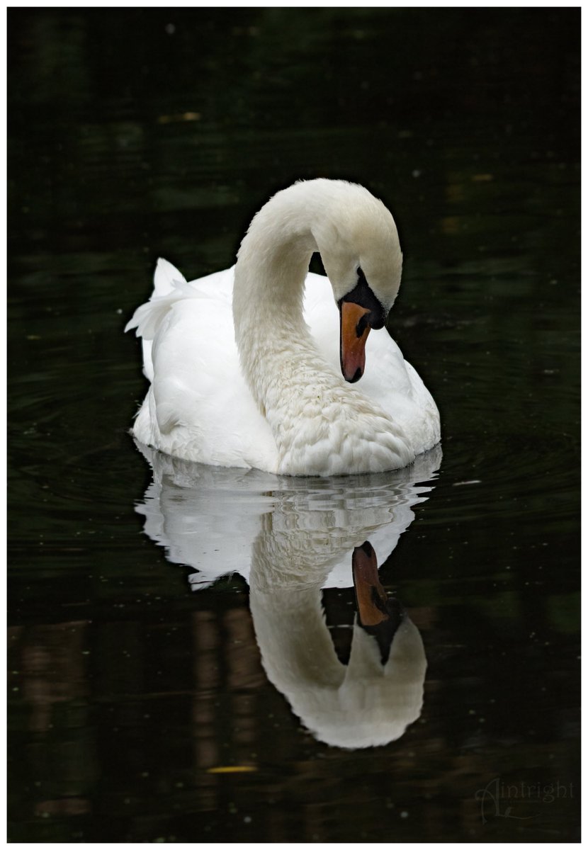 Swan Lake. #WorldBalletDay #TwitterNatureCommunity #birdphotography #birds
@Natures_Voice