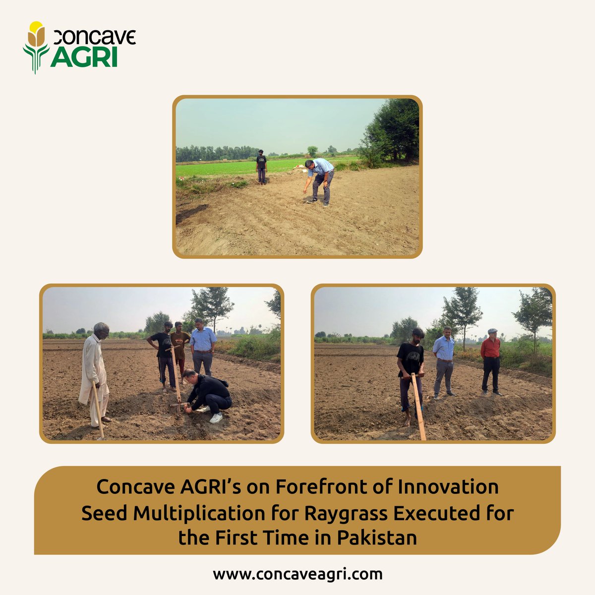 Concave_Agri's tweet photo. At Concave AGRI, Dr. Azeem's leadership set the stage for the first-ever Raygrass seed multiplication project in the fertile lands of Nankana, Pakistan. The seeds were directly sourced from Korea to promote agricultural innovation. #ConcaveAGRI #SeedMultiplication #Innovation https://t.co/QvbRaEuALV