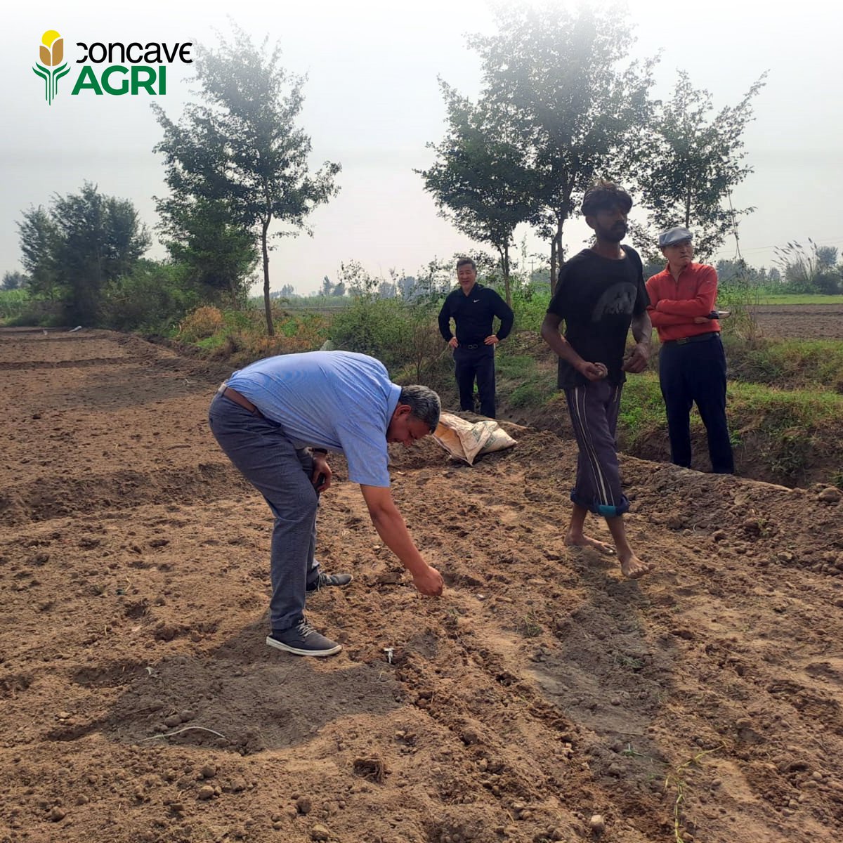 Concave_Agri's tweet photo. At Concave AGRI, Dr. Azeem's leadership set the stage for the first-ever Raygrass seed multiplication project in the fertile lands of Nankana, Pakistan. The seeds were directly sourced from Korea to promote agricultural innovation. #ConcaveAGRI #SeedMultiplication #Innovation https://t.co/QvbRaEuALV