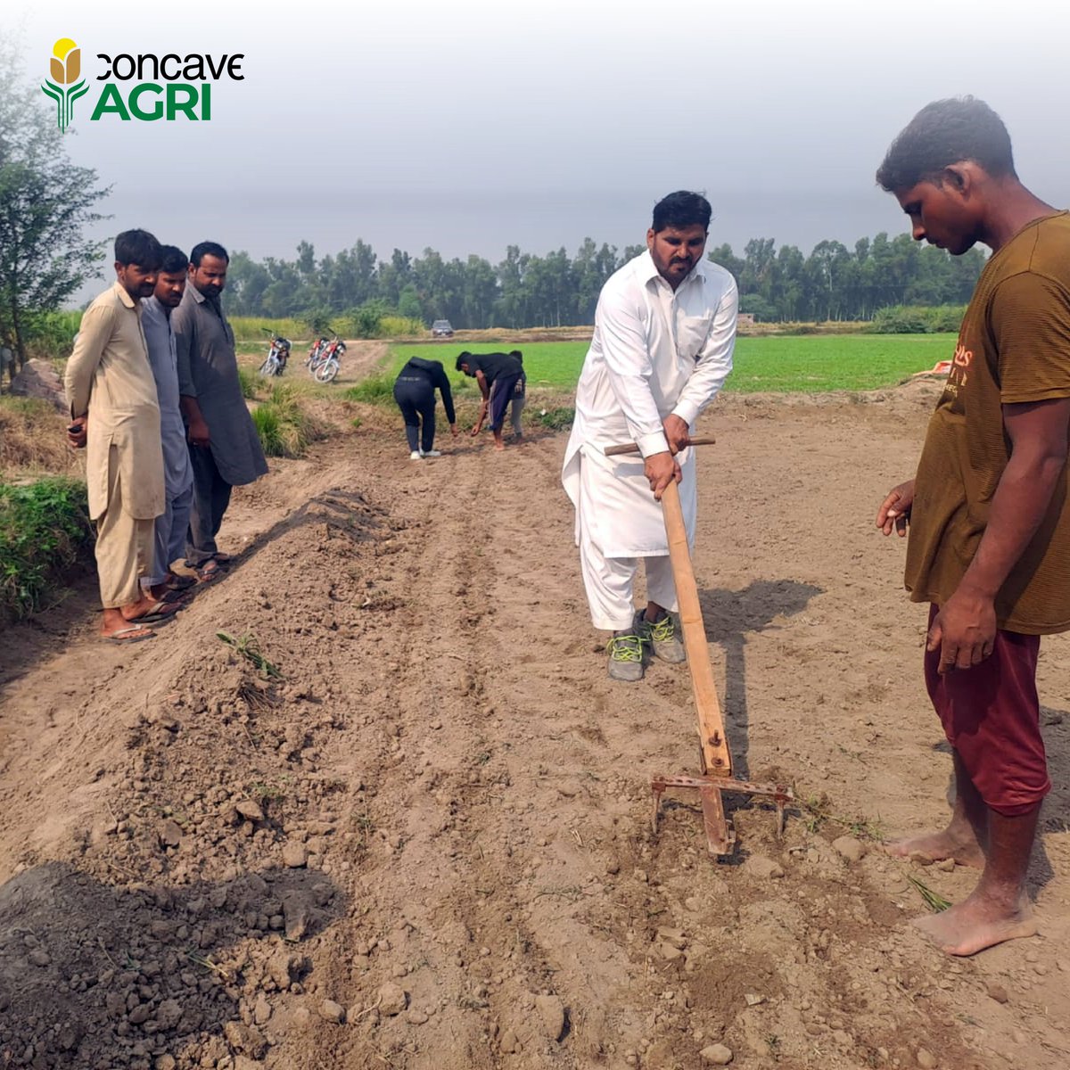 Concave_Agri's tweet photo. At Concave AGRI, Dr. Azeem's leadership set the stage for the first-ever Raygrass seed multiplication project in the fertile lands of Nankana, Pakistan. The seeds were directly sourced from Korea to promote agricultural innovation. #ConcaveAGRI #SeedMultiplication #Innovation https://t.co/QvbRaEuALV
