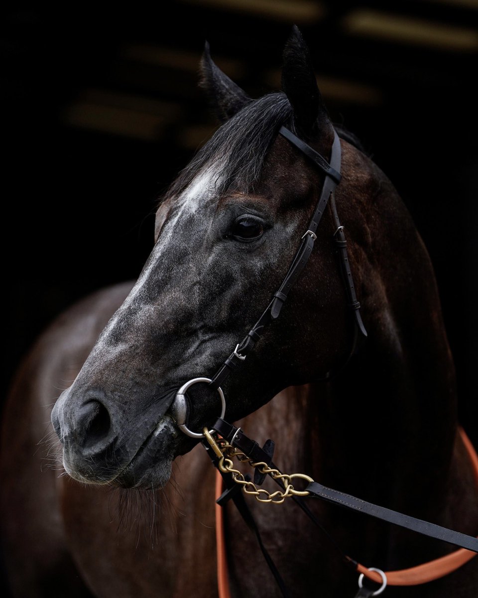 𝐖𝐚𝐭𝐜𝐡𝐲𝐚 runs this evening at Kempton in their 6f Handicap at 6:45pm under jockey Neil Callan. Good luck to all of his owners 🤞🏻

Shares are available to purchase for just £66 up until race time: bit.ly/MRHWatchya

#MyRacehorseUK