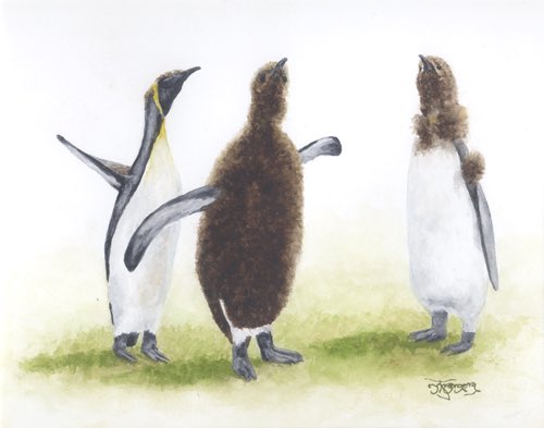 ArtWallUK's tweet photo. Our artist for the month of October is Margery Maskell.

‘Juvenile King Penguins’ Watercolour £70

#artwalluk #fineart #fineartist #artworkoftheday #artwork🎨 #artworkforsale #creative #fineartist #contemporaryart #britishartist #nature #watercolour #watercolourpainting https://t.co/8GV7KWIX2T