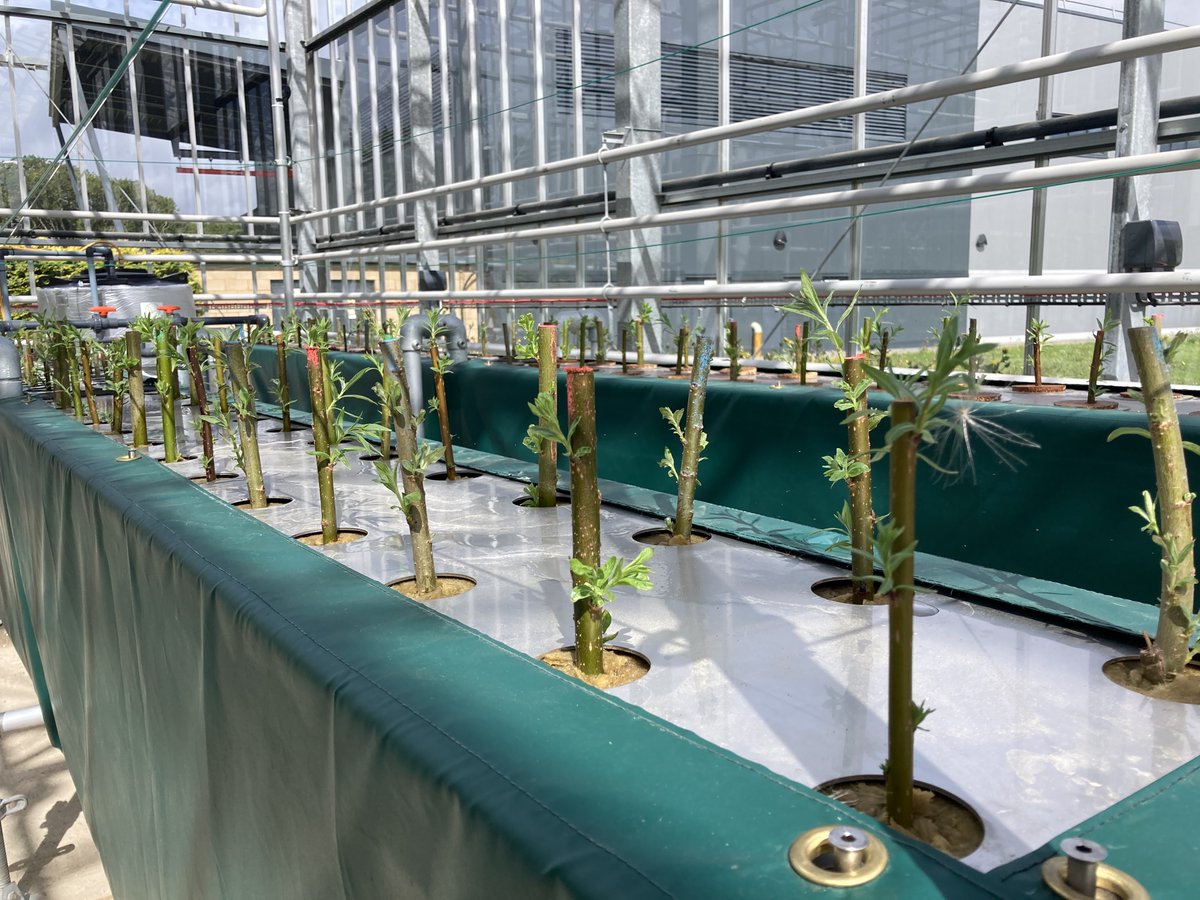 Last October, we announced our partnership with the University of Surrey to develop an #aeroponic greenhouse system for the propagation of willow trees. Now just over a year on, here's an update on what the @TAEDATech project has been getting up to: hubs.la/Q027m2-70
