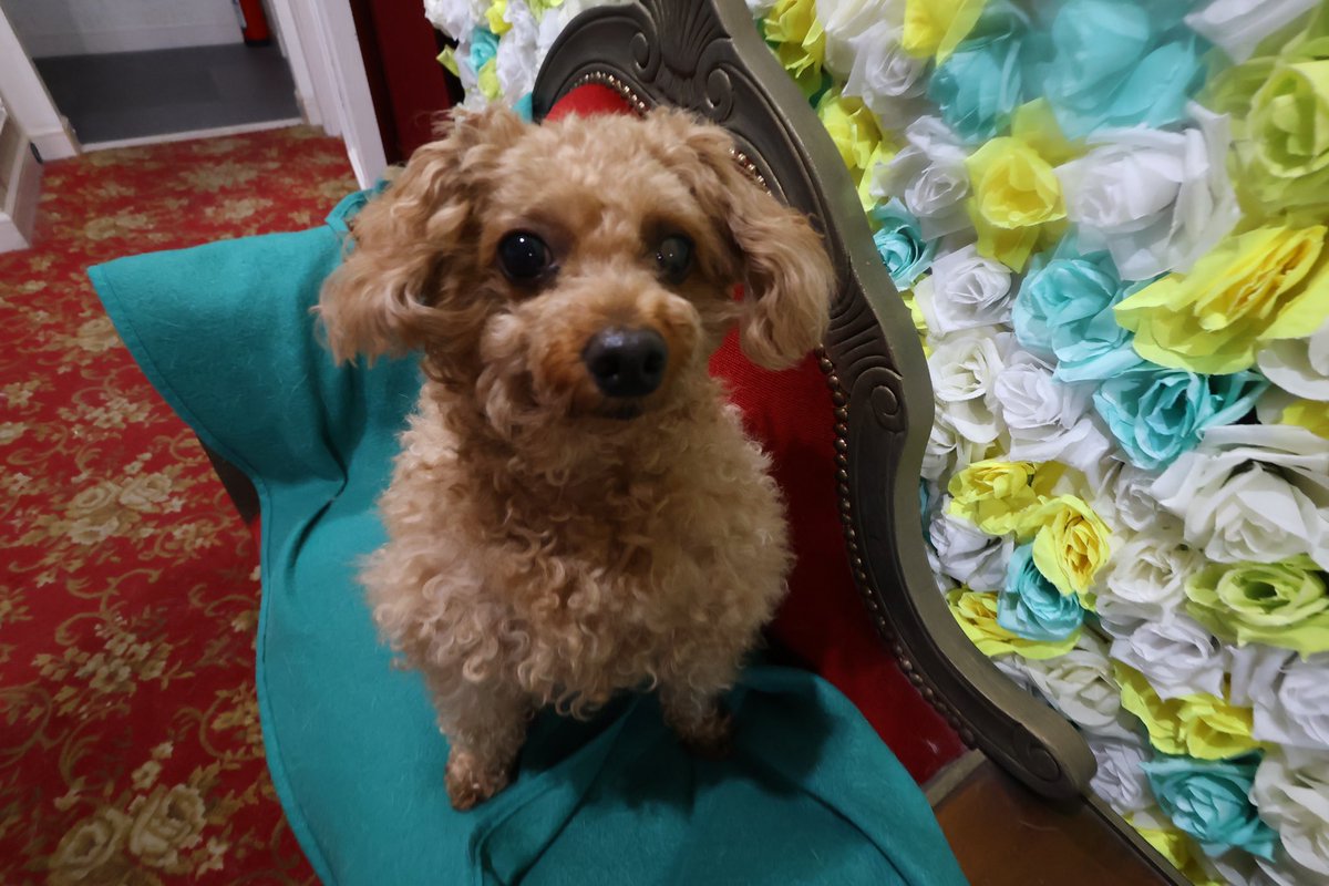 ariadog1121's tweet photo. 今日のわんこ🐕
#犬の日
#スタジオアリア
#ARIADog https://t.co/bQlFe85unQ