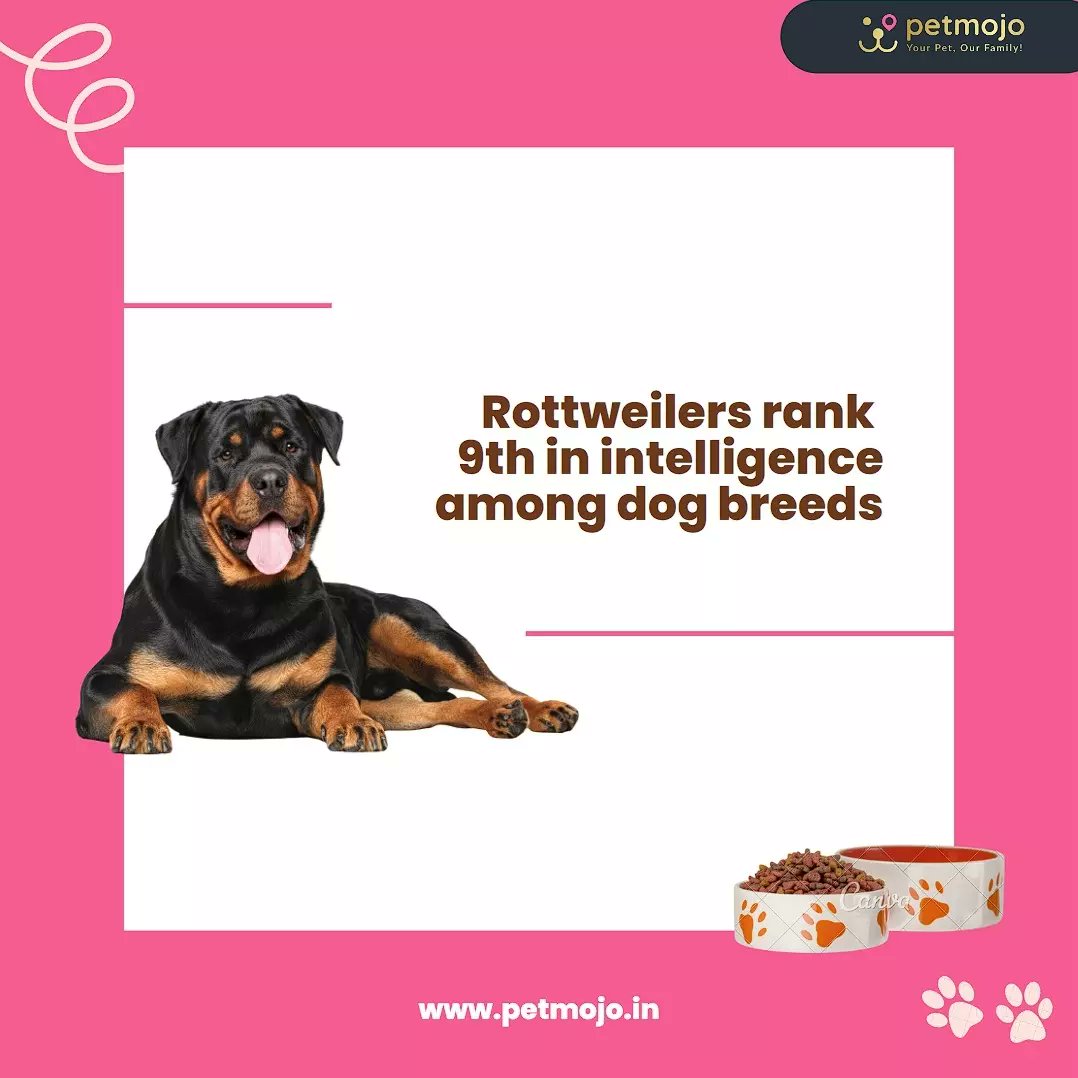 Petmojo_App's tweet photo. Rottweilers are highly intelligent dogs and can be trained effectively with proper methods and consistency. 🐾

Here are few more facts about Rottweilers you need to know 👉
Hit a Like ♥️or Share this with a Pet-Parent you know

Follow for more

#petmojo #new #rottweilers #trend https://t.co/1ro61xCHxo