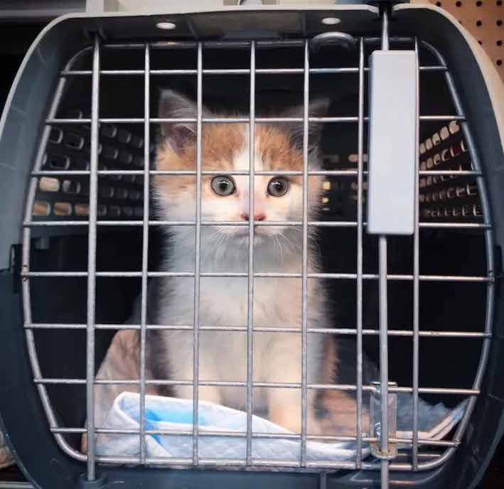 Cats and Kittens tweet media