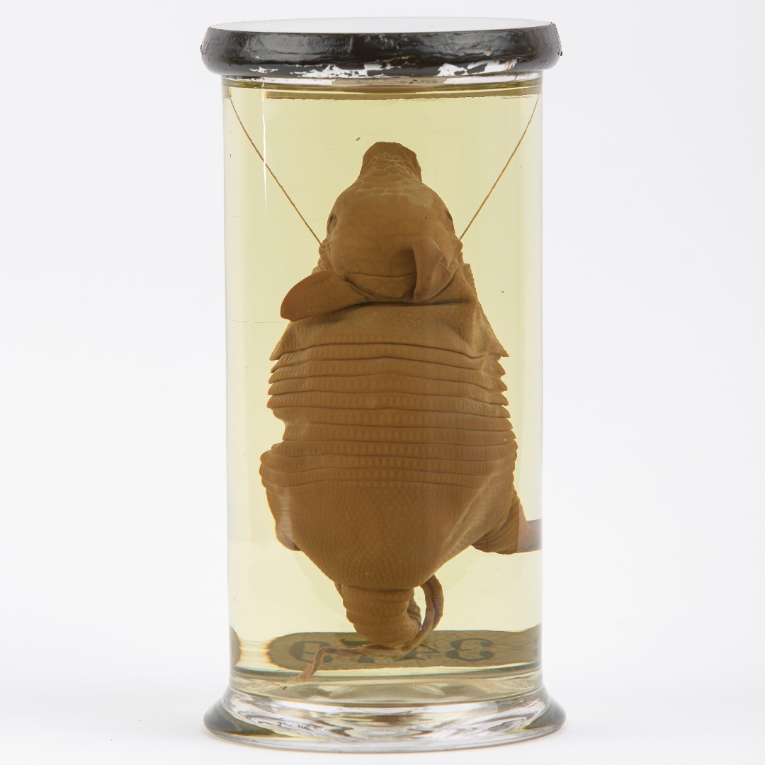 Hunterian Museum London tweet media