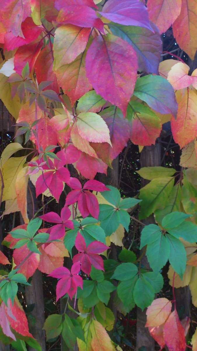 ESantinoli's tweet photo. Welcome November ♏ https://t.co/kYy1x2nk46