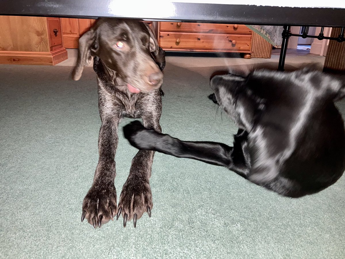 von_pup_towers's tweet photo. #CouchWatch , day 13. Thereโs no escaping this wee pesky pup. My Special Place under the Big Bed has been invaded. And no, I still donโt want to play, no matter how cute and glossy you are ๐ฉ
#DogsOfX #DogsOfTwitter
#puppy #Labrador #Pointer https://t.co/mq8fqEkYyx
