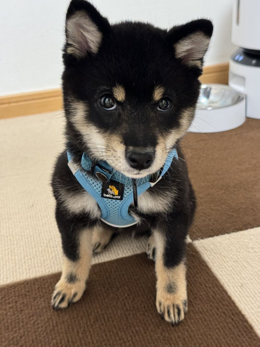 黒豆柴ダム tweet media