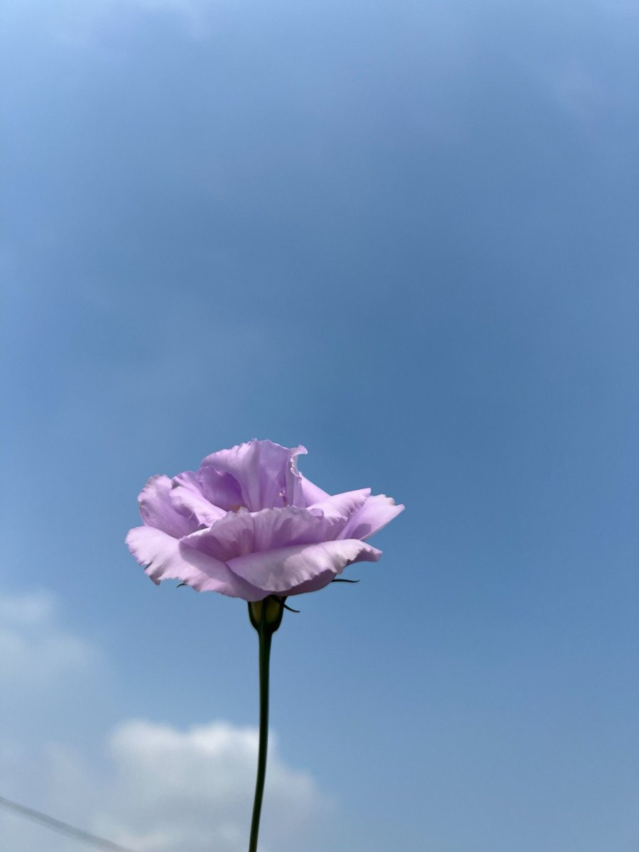 Alexx_T18564's tweet photo. Fall days, a flower and a blue sky 
#Lisianthus #flower #sky #nature https://t.co/EOH9uLrgg4