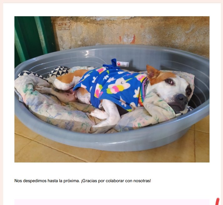 Buen día cafeteros y cafeteras.
Os presentamos informe que nos ha enviado <a href="/AXLAMADRID/">axlamadrid.org</a>:
3️⃣8️⃣0️⃣ #CafésSolidarios que les hemos enviado, 2€/☕, para paliar su situación respecto a gastos médicos y demás cuidados necesarios🐾 
👇
drive.google.com/file/d/1CMz6Rz…
👉 acoffeefornoah.org ☕