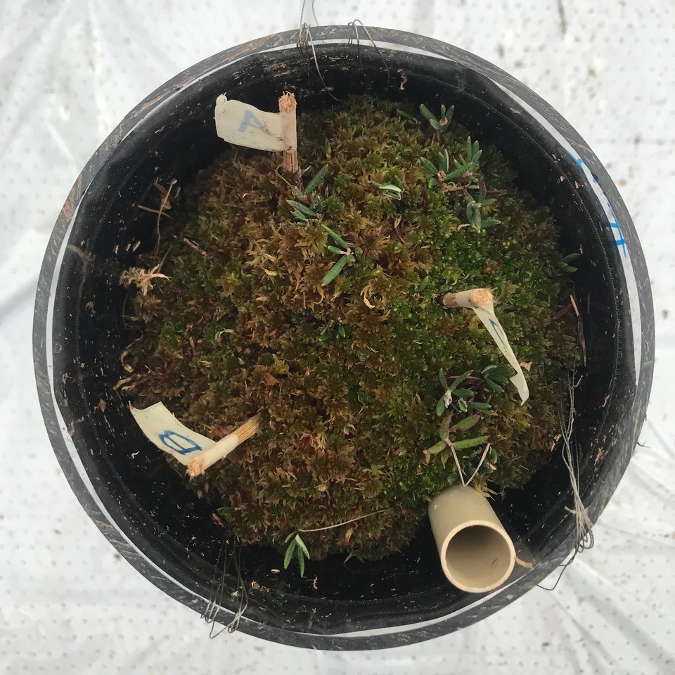 A look behind the scenes of an OxyMiST experiment about processes of #peat degradation, where our mesocosms represent close to natural #ecosystems. Ass. Prof. @LettSigne asks: 
𝑊ℎ𝑜 𝑑𝑒𝑔𝑟𝑎𝑑𝑒𝑠 𝑝𝑒𝑎𝑡 𝑎𝑛𝑑 ℎ𝑜𝑤 𝑑𝑜 𝑡ℎ𝑒𝑦 𝑑𝑜 𝑖𝑡? 
#microbes