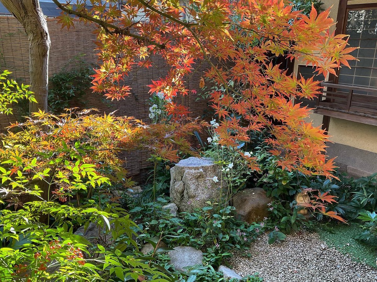 11月御朔日
庭がずいぶん色づきました。
鳥が千両や南天の赤い実を啄みにきます。
秋明菊、杜鵑花は満開を過ぎようとしています。

#奈良 #旅館 #旅館松前