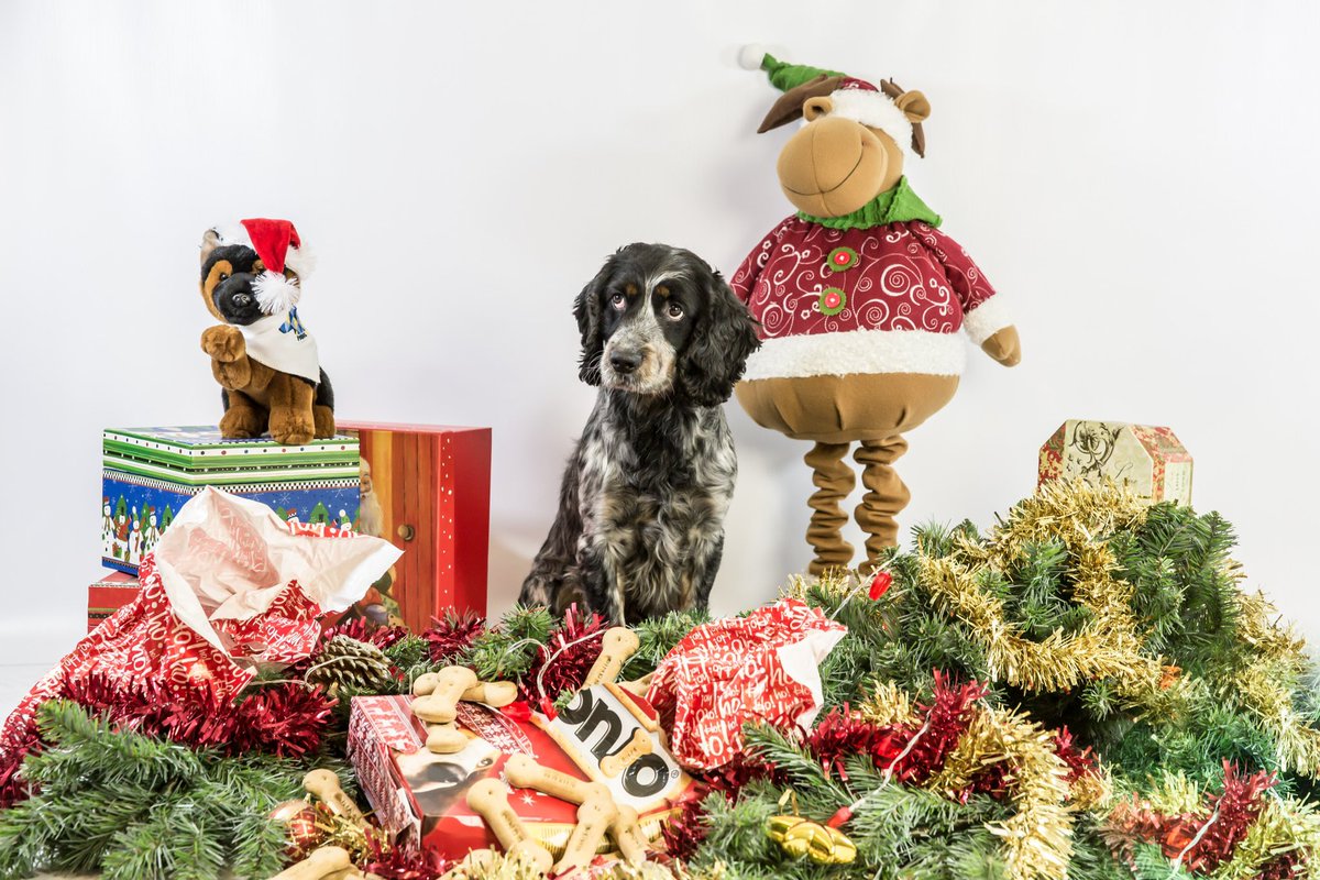 Yes Dexter it is November, but the tower smash isn’t until the 25th &amp; you can’t start opening the boxes until then… Argh!
#pawsupparty2023 #soldout #ramsidehall