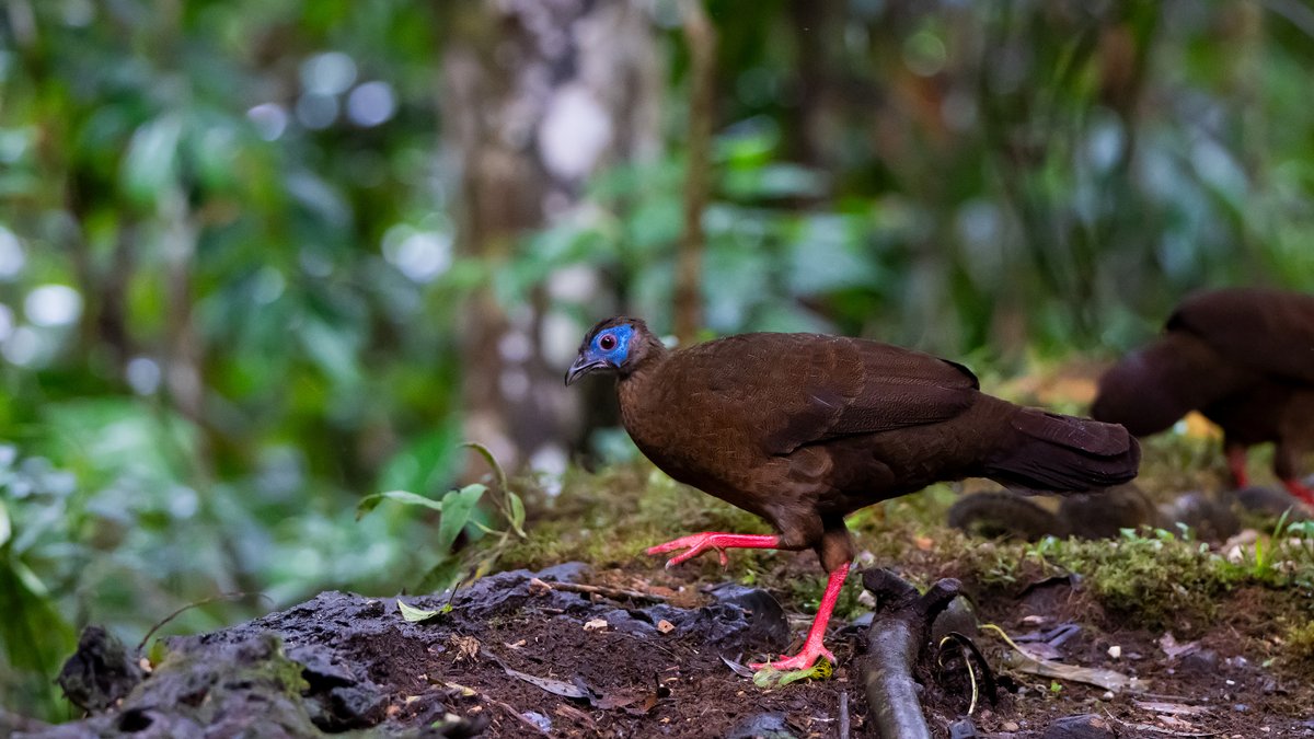 BULWER'S PHEASANT, one of the rarest pheasants in Borneo. Once very difficult to spot, with the only opportunity during the fruiting season in Maliau Basin. Now, easily seen. Sep 2023.