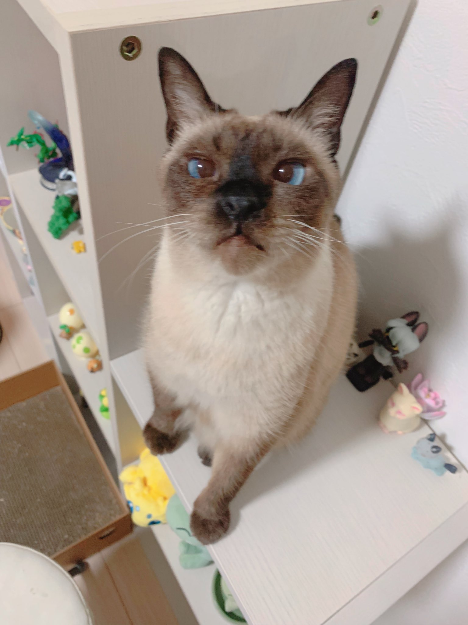 のべ子とシャム猫あずきさん on X: 