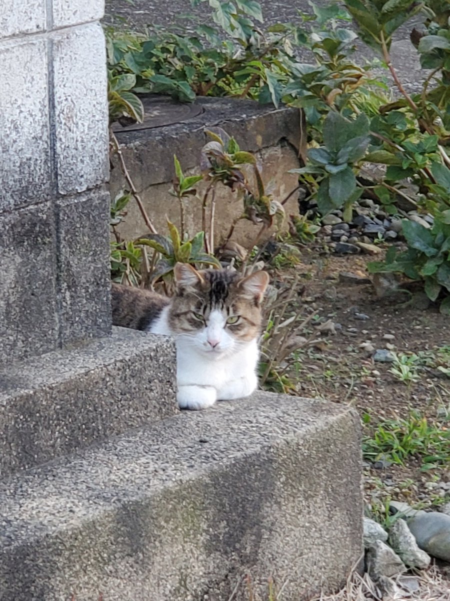 sugi_puzzle's tweet photo. 今日は気分が良いので、皆さんに猫の写真をお裾分けします。
高確率で睨まれてます😂😾
#猫好き https://t.co/GnBzGlPdyF