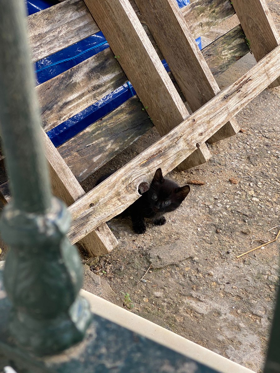 SilviaMylo's tweet photo. Tres preciosas criaturas que merecen una familia
No dejemos que crezcan y nadie los quiera porque los gatitos también tienen derecho a ser felices, a no morir de frío y de hambre por las calles y maltratados por malas personas 😢
Pueblo de Cádiz
618208620
📢 📢 📢 📢 📢 📢 📢 📢 https://t.co/fPtTWFKy2z