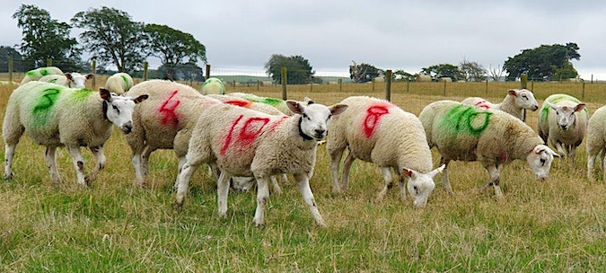 MoredunComms's tweet photo. **EVENT** Technology in Sheep Farming Workshop &amp; Demonstration at @MoredunComms part of the @H2020Smart project.
Tuesday 14 Nov 23, from 09:30 - 16:00 
FREE event, register today https://t.co/0iFJ2RdhnE
#teamsheep https://t.co/miCbAY5bK5