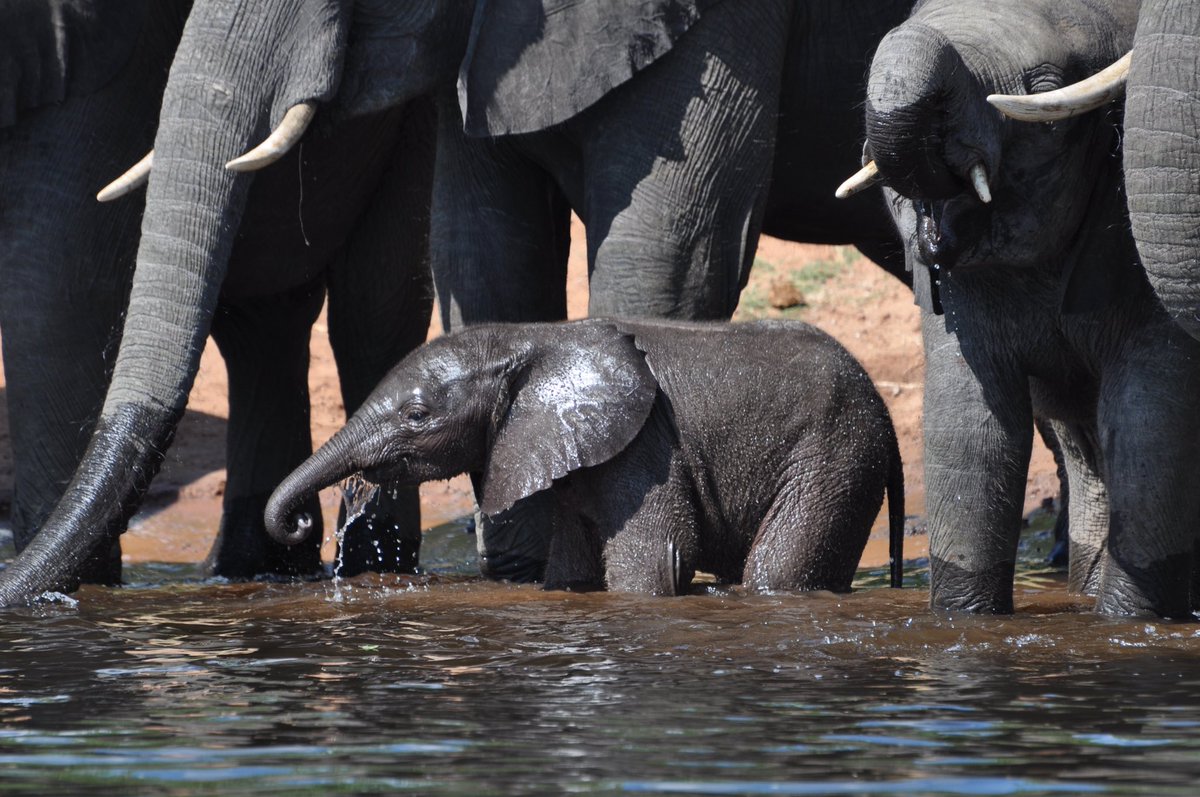 sTravelSpots's tweet photo. Chobe River wildlife paradise - I am the lucky one visiting elephant families along the shoreline of the Chobe River by boat 

#choberiver #chobenationalpark #botswana #africa #visitbotswana #elephants #africa https://t.co/B7VXWtmPUK