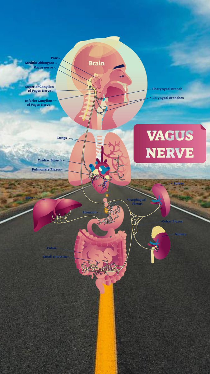 The #vagusnerve is often referred to as the body’s superhighway – it connects the brain with all major organs and controls functions like heart rate, breathing and our body’s immune response. 

Due to its anti-inflammatory role, #VNS could be used as a non-drug therapy for #IBD