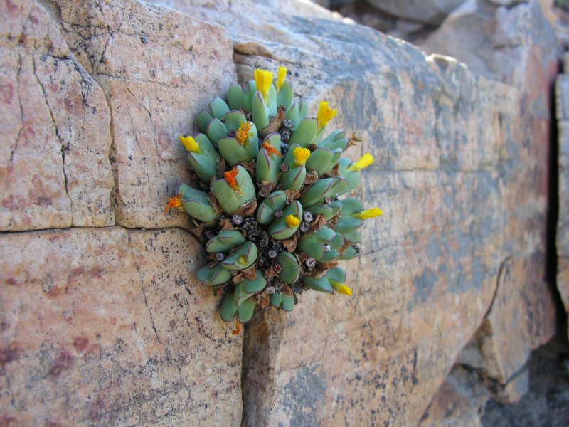 少将
Conophytum bilobum
出典cactuspro.com/conophytum-lit…