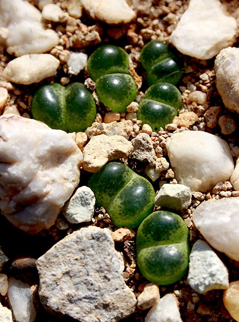 コノフィツム・リンピヅム
Conophytum limpidum
出典flickr.com/photos/jeffs-b…