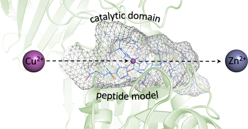 bhkenlo's tweet photo. Copper Forms a PPII Helix-Like Structure with the Catalytic Domains of Bacterial Zinc Metalloproteases | Inorganic Chemistry https://t.co/P0EvpeTBn5 Potocki and co-workers @InorgChem #zinc #metalloproteases #copper #metal_binding #polyproline #inhibition https://t.co/UkxHRE9bRe