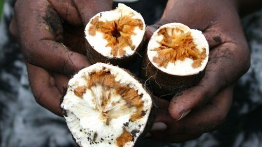 British Society for Plant Pathology tweet media