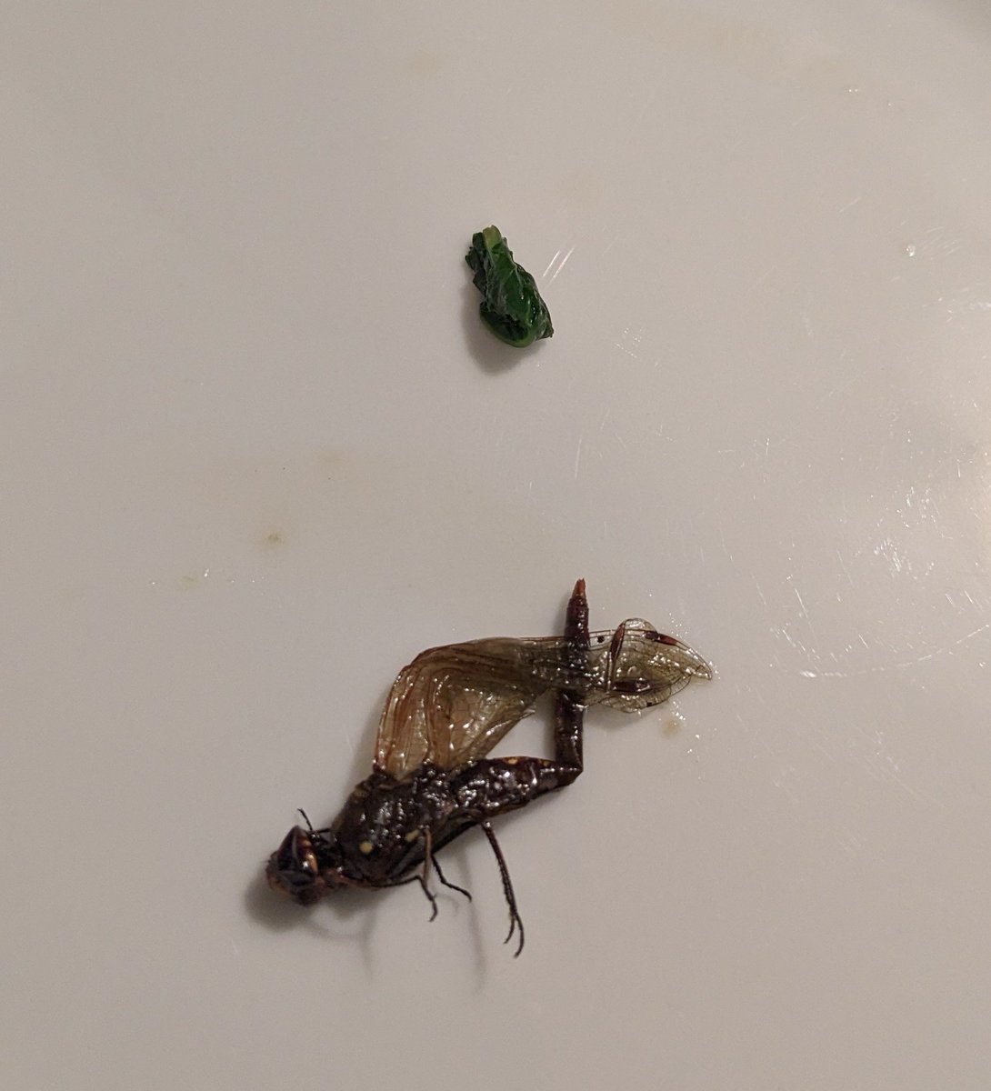 dewangibson's tweet photo. Found this alien in some sauteed spinach that I made. Organic? https://t.co/SzBR3CzP6O